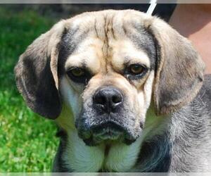 Puggle Dogs for adoption in Chesapeake City, MD, USA