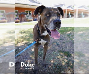 Great Dane-Unknown Mix Dogs for adoption in Bullard, TX, USA