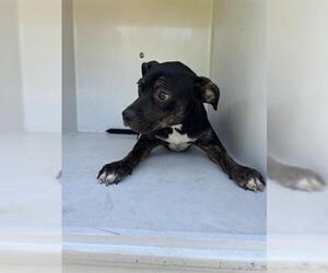 American Pit Bull Terrier-Unknown Mix Dogs for adoption in Houston, TX, USA