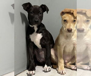 Labrador Retriever-Unknown Mix Dogs for adoption in Lakewood, CO, USA