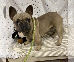 French Bulldog Dogs for adoption in Modesto, CA, USA