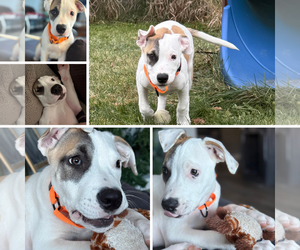 Mutt Dogs for adoption in New London, WI, USA