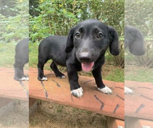 Pembroke Welsh Corgi-Unknown Mix Dogs for adoption in Wakefield, RI, USA