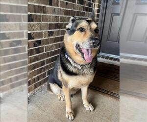 German Shepherd Dog Dogs for adoption in Conroe, TX, USA
