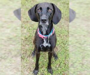 Lab-Pointer Dogs for adoption in Green Cove Springs, FL, USA
