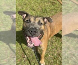 American Staffordshire Terrier-German Shepherd Dog Mix Dogs for adoption in Fort Lauderdale, FL, USA