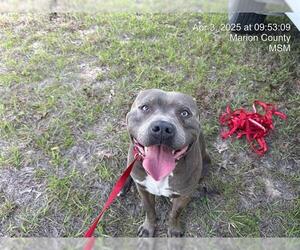 American Pit Bull Terrier Dogs for adoption in Ocala, FL, USA