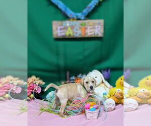 Ba-Shar Dogs for adoption in Franklin, North Carolina, NC, USA