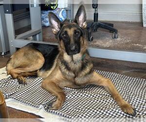 German Shepherd Dog Dogs for adoption in San Antonio, TX, USA