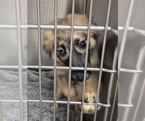 German Shepherd Dog-Unknown Mix Dogs for adoption in Decatur, IL, USA