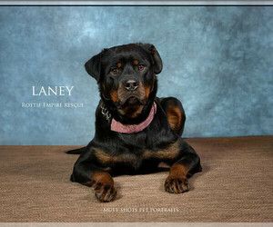 Medium Photo #1 Rottweiler Puppy For Sale in Saratoga Springs, NY, USA