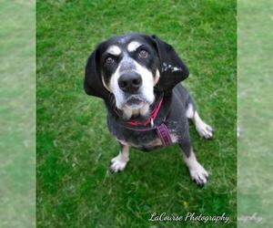 Bluetick Coonhound Dogs for adoption in Orleans, VT, USA