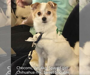 Chihuahua-Unknown Mix Dogs for adoption in Agoura Hills, CA, USA
