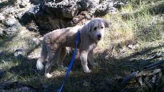 Great Pyrenees-Irish Wolfhound Mix Dogs for adoption in Azle, TX, USA