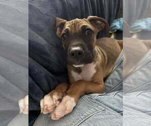 Boxer-Greater Swiss Mountain Dog Mix Dogs for adoption in Stanwood, WA, USA