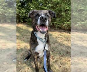 American Pit Bull Terrier Dogs for adoption in Center Township, PA, USA