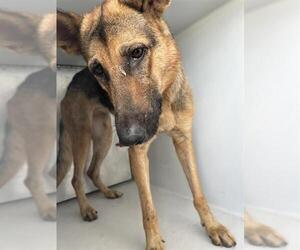 German Shepherd Dog Dogs for adoption in Houston, TX, USA