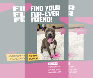 American Staffordshire Terrier-Unknown Mix Dogs for adoption in Huntington Beach, CA, USA