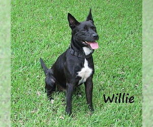 Mutt Dogs for adoption in HOUSTON, TX, USA