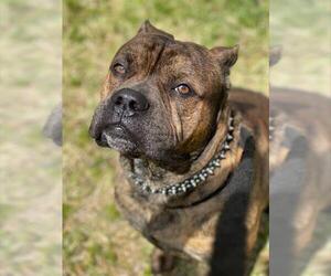 Bulldog Dogs for adoption in Fort Lauderdale, FL, USA