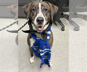 Labrador Retriever-Unknown Mix Dogs for adoption in Palmetto, FL, USA