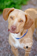 Medium Photo #1 Basset Hound-Labrador Retriever Mix Puppy For Sale in Fountain Hills, AZ, USA