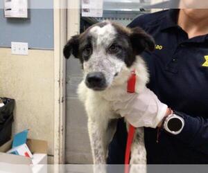 Australian Shepherd-Unknown Mix Dogs for adoption in Riverside, CA, USA