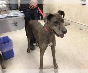 Great Dane Dogs for adoption in Riverside, CA, USA