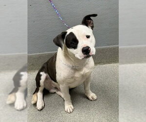 Mutt Dogs for adoption in Las Vegas, NV, USA
