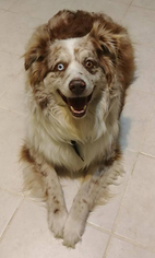 Australian Shepherd Dogs for adoption in Fenton, MO, USA
