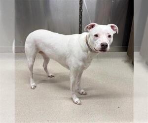 American Pit Bull Terrier-Unknown Mix Dogs for adoption in Fairbanks, AK, USA