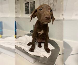German Shorthaired Lab Dogs for adoption in Rosenberg, TX, USA