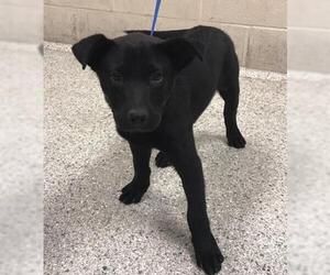German Shepherd Dog-Unknown Mix Dogs for adoption in Conroe, TX, USA