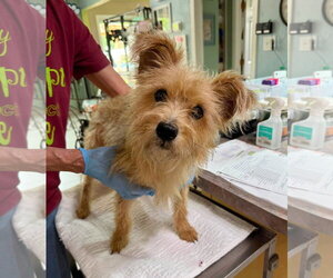 Cairn Terrier-Unknown Mix Dogs for adoption in Benton, LA, USA