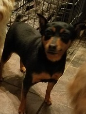 Miniature Pinscher Dogs for adoption in Alexandria, KY, USA