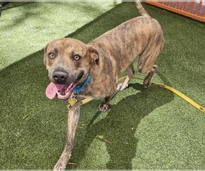 American Pit Bull Terrier-Unknown Mix Dogs for adoption in Las Vegas, NV, USA