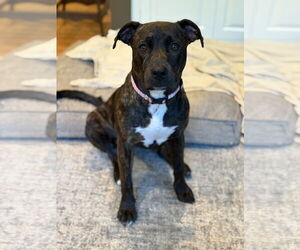 Medium Photo #1 Bulldog-Labrador Retriever Mix Puppy For Sale in Tarrytown, GA, USA