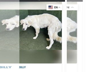 Golden Pyrenees Dogs for adoption in San Diego, CA, USA