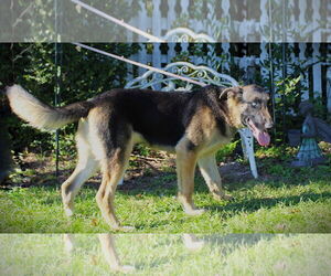 German Shepherd Dog Dogs for adoption in Holly Hill, SC, USA