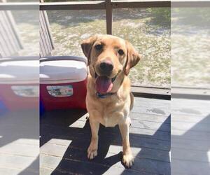 Labrador Retriever Dogs for adoption in Shakopee, MN, USA