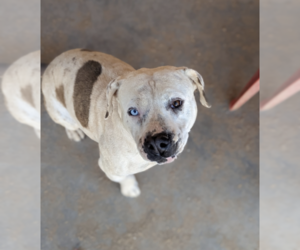 Bulldog-Unknown Mix Dogs for adoption in Pena Blanca, NM, USA