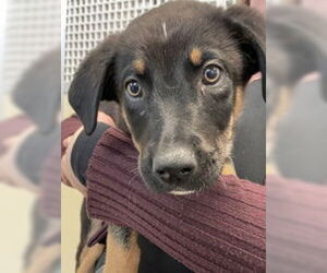 German Shepherd Dog Dogs for adoption in Salinas, CA, USA