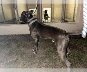 American Pit Bull Terrier Dogs for adoption in Ocala, FL, USA