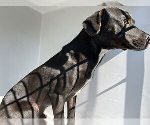 Labrador Retriever-Unknown Mix Dogs for adoption in Augusta, GA, USA