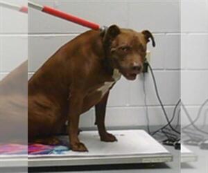 American Pit Bull Terrier Dogs for adoption in St. Cloud, FL, USA