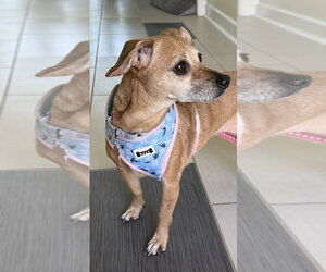 Chihuahua-Unknown Mix Dogs for adoption in Springdale, PA, USA