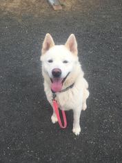Akita Dogs for adoption in St Helens, OR, USA