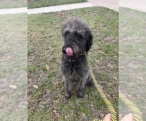 Labradoodle Dogs for adoption in Oklahoma City, OK, USA