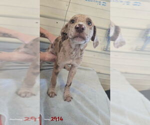 Catahoula Leopard Dog-Labrador Retriever Mix Dogs for adoption in Foristell, MO, USA