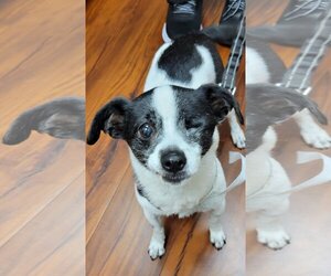 Dachshund-Unknown Mix Dogs for adoption in Weston, FL, USA